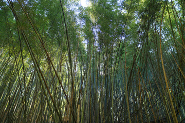 Bamboo forest in Kyoto. Natural green background