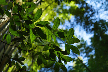Bamboo forest in Kyoto. Natural green background