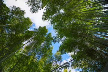 Green bamboo forest with sunrays and blue sky