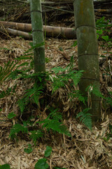 Fern Green leaves background,bamboo forest