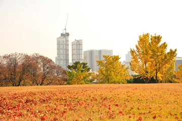 Beautiful Autumn Foliage at Dalseong Park, Daegu, South Korea