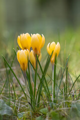 Yellow Crocus flowers - Crocus tommasinianus. Beautiful first flowers on a meadow