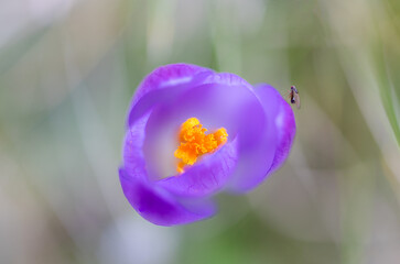 Close-up of a beautiful purple crocus tommasinianus looking into the open flower with an insect on the side