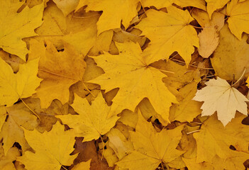 Naklejka na ściany i meble Fall yellow maple leaves close up. autumn background 