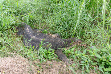 Close up Varanus salvator in lake