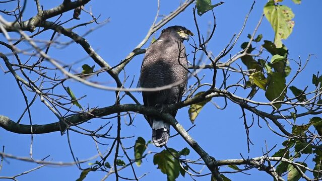 Crested-serpent eagle perched and looking sideways in Kaziranga national park