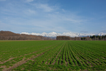Fototapeta na wymiar 春の緑のムギ畑と雪山　十勝岳 
