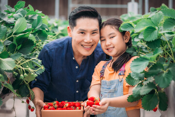 Asian father and daughter gather strawberries at indoor farm. Picking, sharing, enjoying every bite
