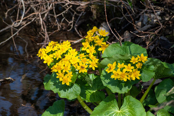 春の湿原に咲く黄色い花　エゾノリュウキンカ
