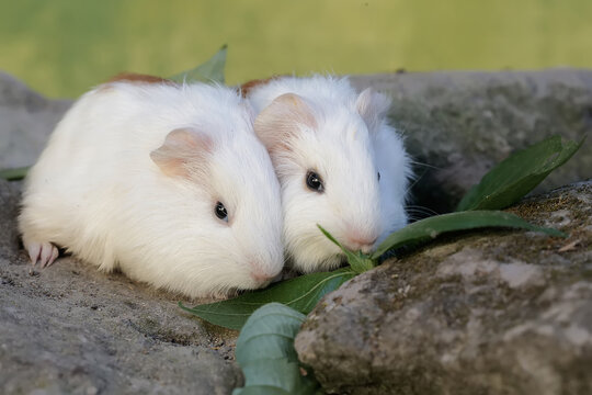 Two baby guinea pigs are eating grass that grows wild between the rocks. This rodent mammal has the scientific name Cavia porcellus.