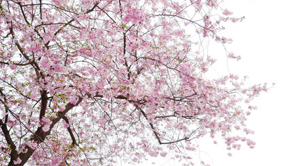 Obraz premium Spring. Flowers on the trees. Blossom