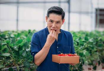 Asian Man Sampling Strawberries at a Pick-Your-Own Farm During Harvest Season