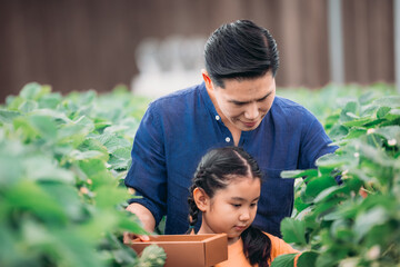 Asian father and daughter gather strawberries at indoor farm. Picking, sharing, enjoying every bite