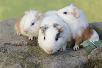 An adult female guinea pig with her two babies is eating wild grass. This rodent mammal has the scientific name Cavia porcellus.