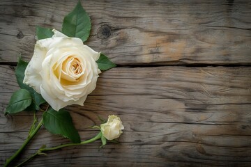 White rose on rustic wooden background