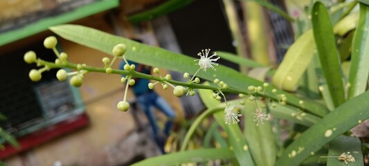 water drops on the grass