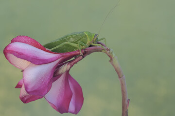 A green bush cricket is eating frangipani flowers. This insect, which is active at night, has the scientific name Arachnacris corporalis. - obrazy, fototapety, plakaty