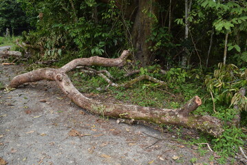 tree trunk