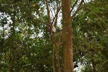 tree in the forest