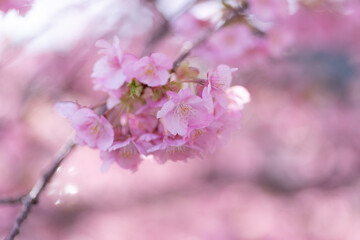 早咲きの桜　河津桜