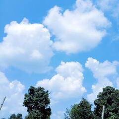 trees and clouds