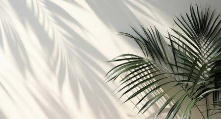 Minimalist Palm Shadows on White