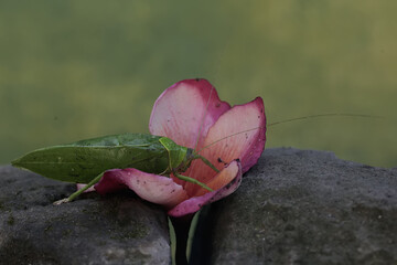 A green bush cricket is eating frangipani flowers. This insect, which is active at night, has the...
