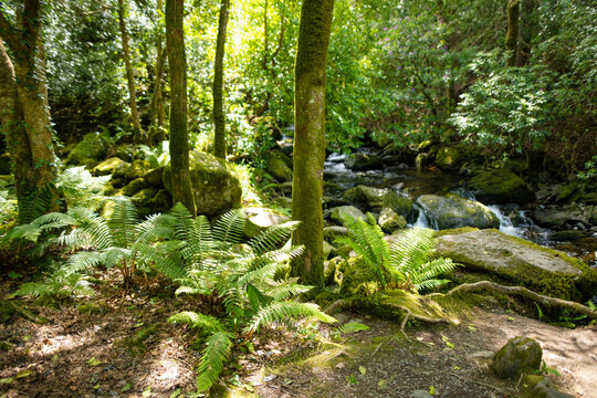 Dense humid forest near Torc Waterfall, one of most popular tourist attractions in Ireland, located in woodland of Killarney National Park. Ring of Kerry tourist route, Ireland.