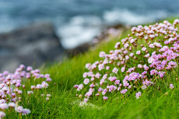 Pink thrift flowers blossoming on rough and rocky shore along famous Ring of Kerry route. Rugged...