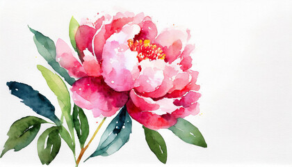 Watercolour of a peony on pure white background canvas, copyspace on a side