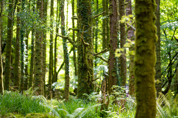Dense humid forest near Torc Waterfall, one of most popular tourist attractions in Ireland, located in woodland of Killarney National Park. Ring of Kerry tourist route, Ireland.