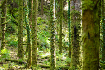Obraz premium Dense humid forest near Torc Waterfall, one of most popular tourist attractions in Ireland, located in woodland of Killarney National Park. Ring of Kerry tourist route, Ireland.