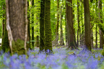 Bluebells in full bloom along a woodland path in Ireland. Hyacinthoides