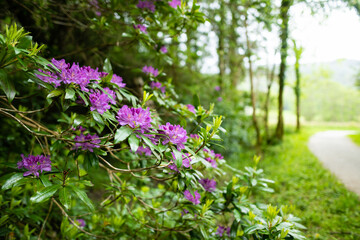 Azalea bushes blossoming on a banks on Muckross Lake, also called Middle Lake or The Torc, located...