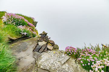 Thrift flowers blossoming on the famous Cliffs of Moher, one of the most popular tourist...