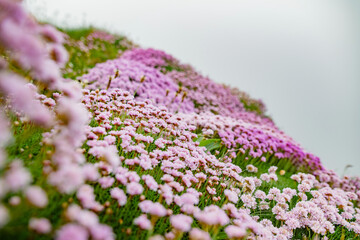 Thrift flowers blossoming on the famous Cliffs of Moher, one of the most popular tourist destinations in Ireland. Foggy view of widely known attraction on Wild Atlantic Way in County Clare.