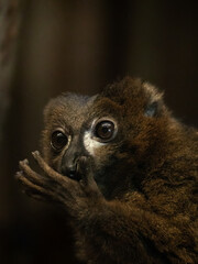Face of a red-bellied lemur