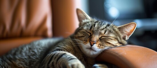 Peaceful tabby cat taking a nap on a comfortable sofa in the living room - obrazy, fototapety, plakaty