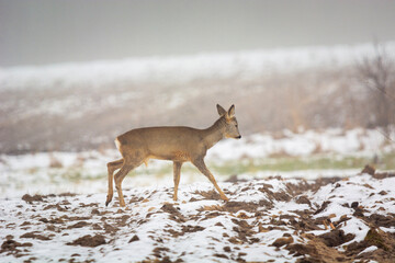 Roe deer walking through a snow-covered field