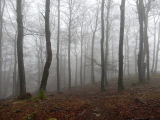 Fog in the forest in autumn