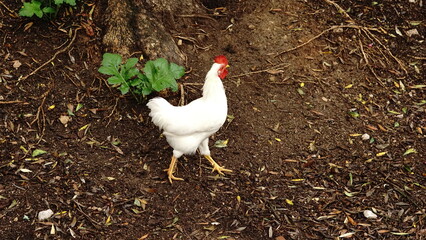 wild chicken in the field