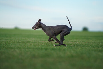 Greyhound dog sprints across a lush field, its lean body reflecting agility and speed. The scene captures the essence of canine athleticism in a serene outdoor setting