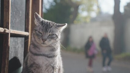 Feral Stray cat Cats in Istanbul, Turkey