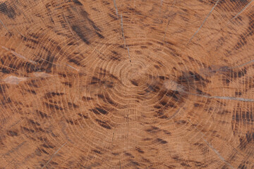 brown background and texture of round wood cross section