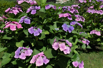 Blooming pink and violet hydrangea flowers bush in spring garden