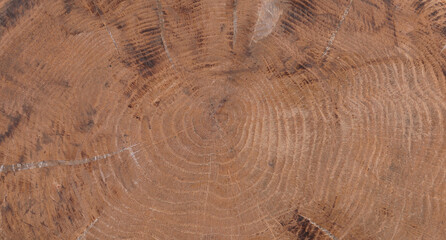 brown background and texture of round wood cross section