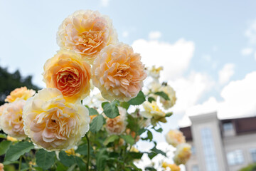 lush blooming yellow roses bush in garden against clear blue sky