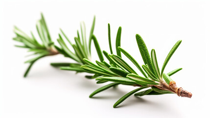 Fresh rosemary sprig isolated on a white background with vivid green leaves