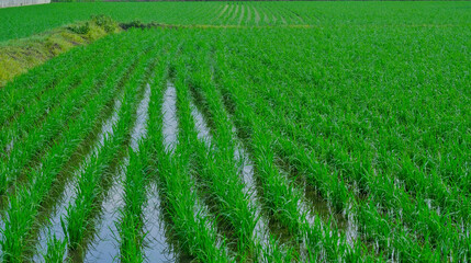 日本の田んぼの風景です。撮影は6月の春日部市(関東)になります。
この田んぼにはカルガモが訪れます(掲載写真あり)カルガモは田んぼの雑草を食べてくれ除草の効果があります。また田んぼの泥をかき回してくれるので栄養素を稲にもたらします。