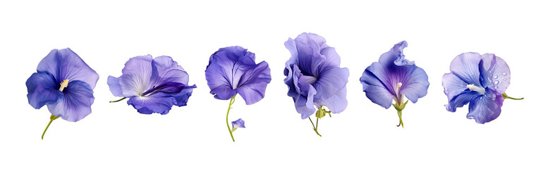Set of Butterfly pea flower or violet flowers isolated on transparent background.